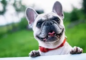 Ideas for Maximizing Your Outdoor Living Space After Moving to a New Home Close-up of a small dog with a red collar.